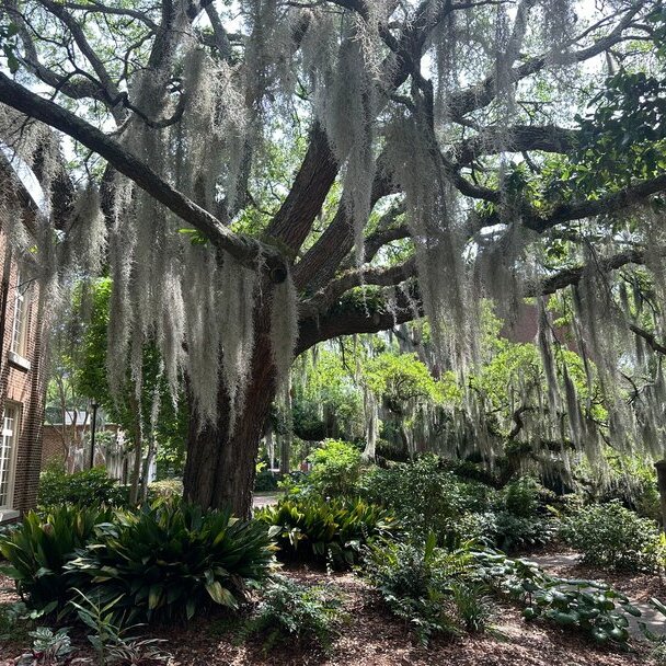 A Walking Tour of the MUSC Arboretum - logo